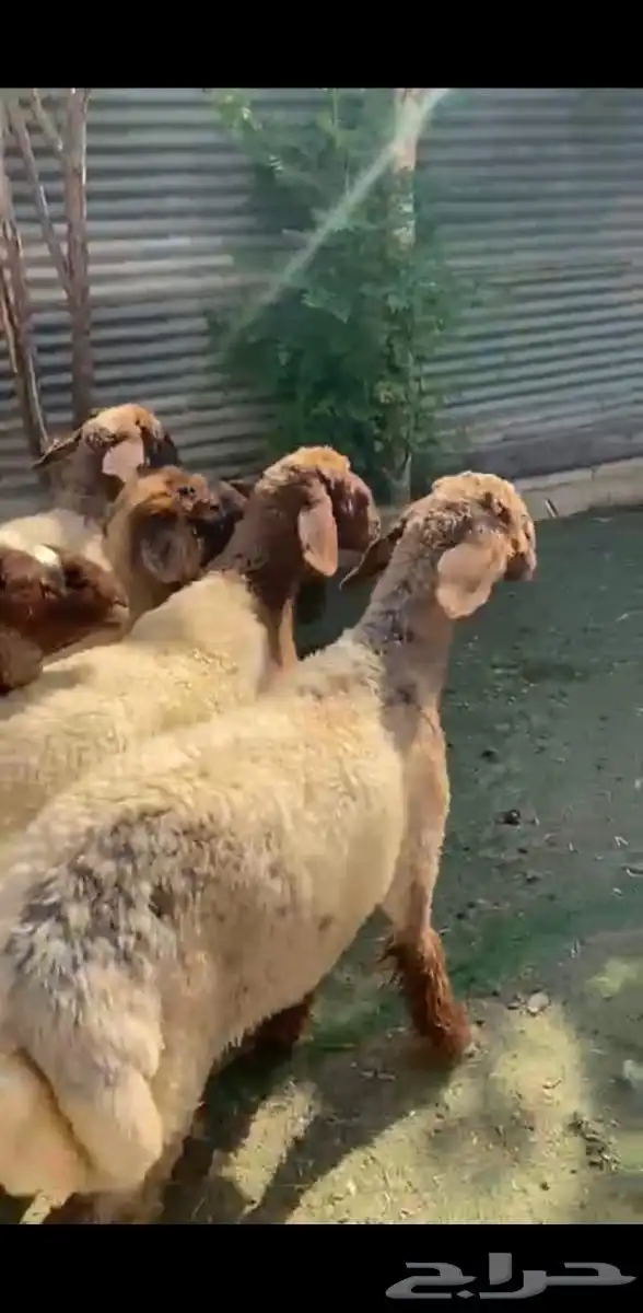 رخال نعيم فاخرة 2