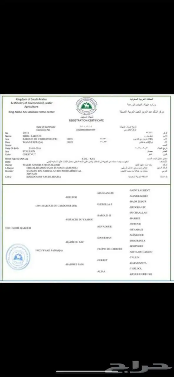 حصان 1