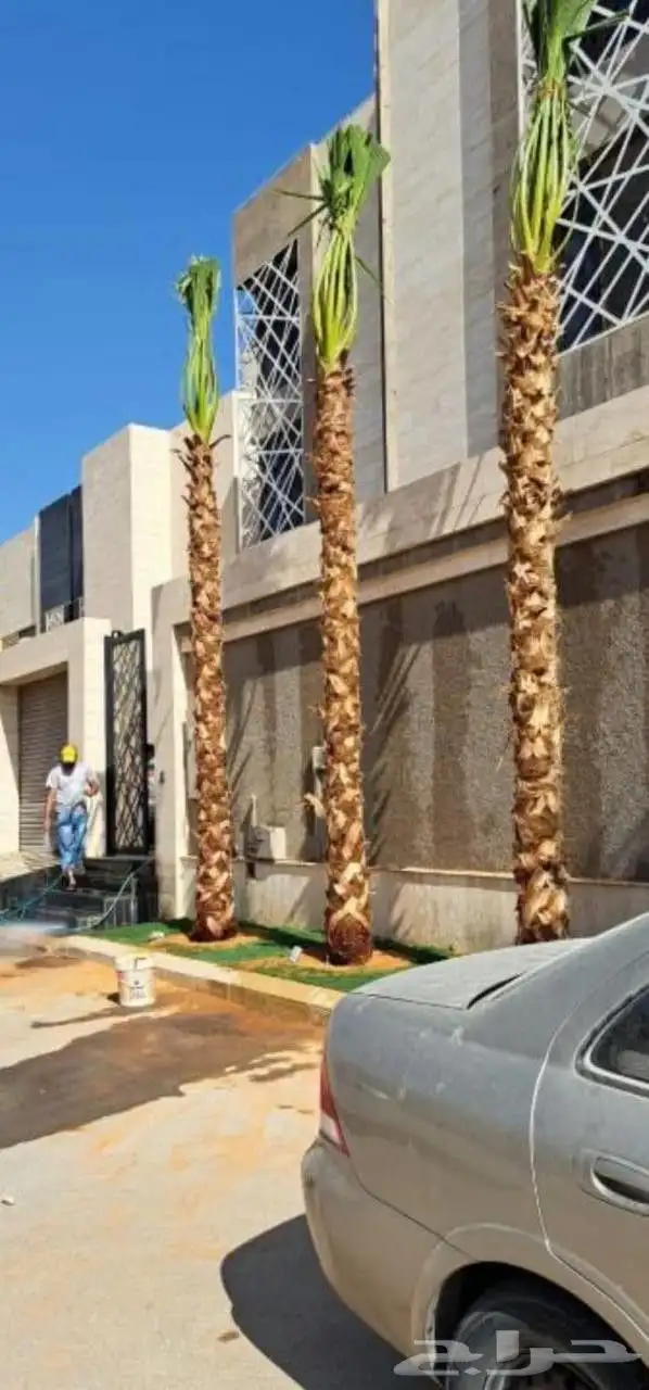 واشنطونيا 0