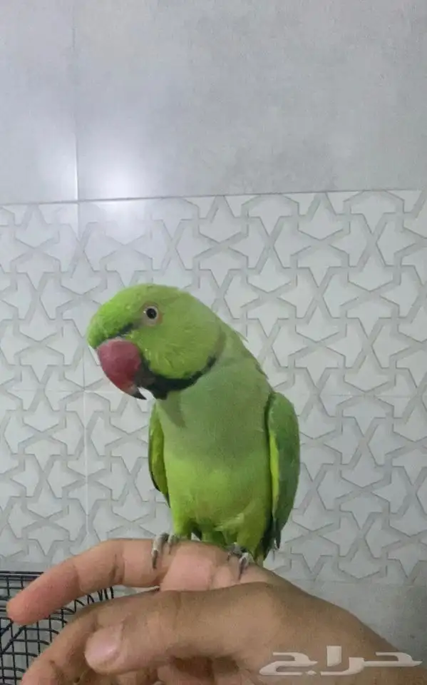 درة متكلم يقول حبيبي 0