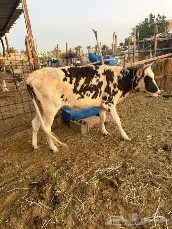 عجله ألمانيه عمر 3 سنه حايل   جيده الطبع   م تبقى إلا الثور 1