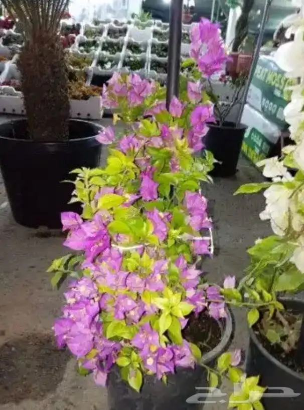 تنسيق الحدائق المنزلية 3