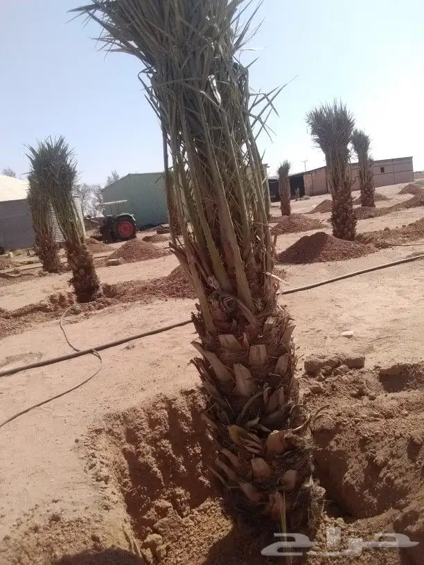 نخيل للبيع 3