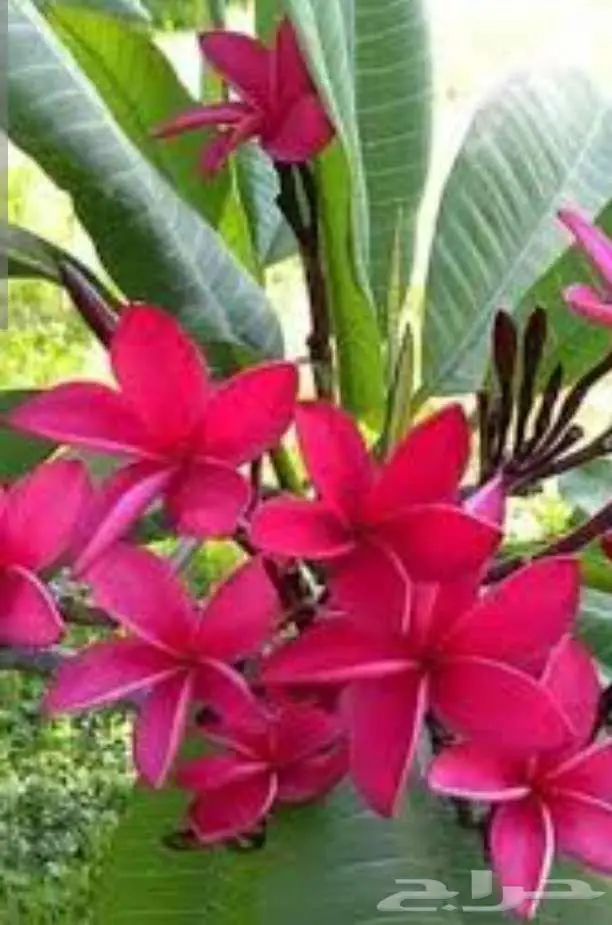 مشتل الاصيل الشمالي 3