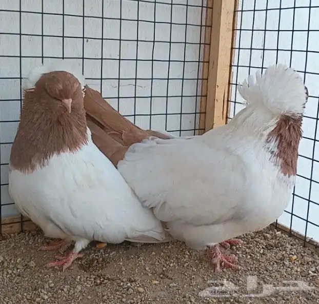 جوز سوداني أصفر فاخر ((( تم البيع ))) 2