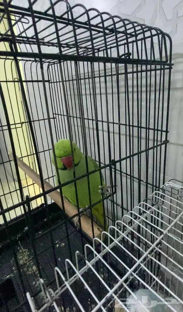 درة متكلم يقول حبيبي 1