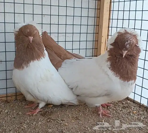 جوز سوداني أصفر فاخر ((( تم البيع ))) 0