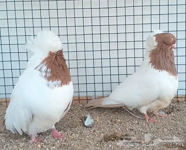 جوز سوداني أصفر فاخر ((( تم البيع ))) 10