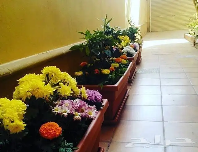 تنسيق الحدائق المنزلية 11