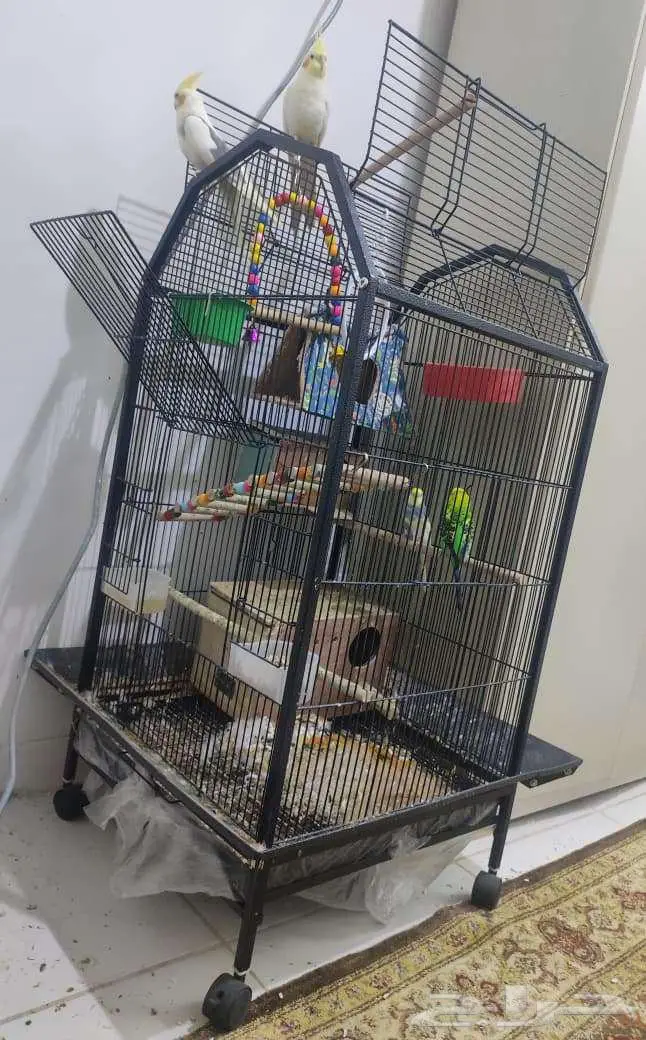 PARROTS Cockatiel (pair)   Budgie (pair) With Cage 1