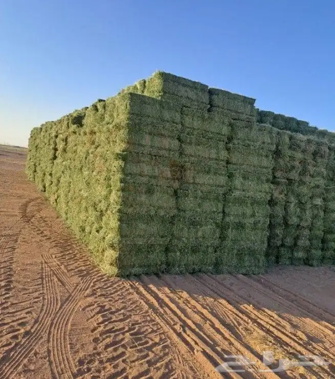 يوجد لدينا جميع انواع الاعلاف 3