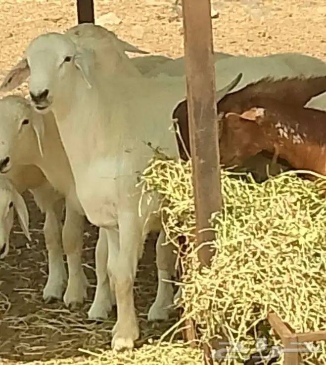 مشروع فحل لبيع 0