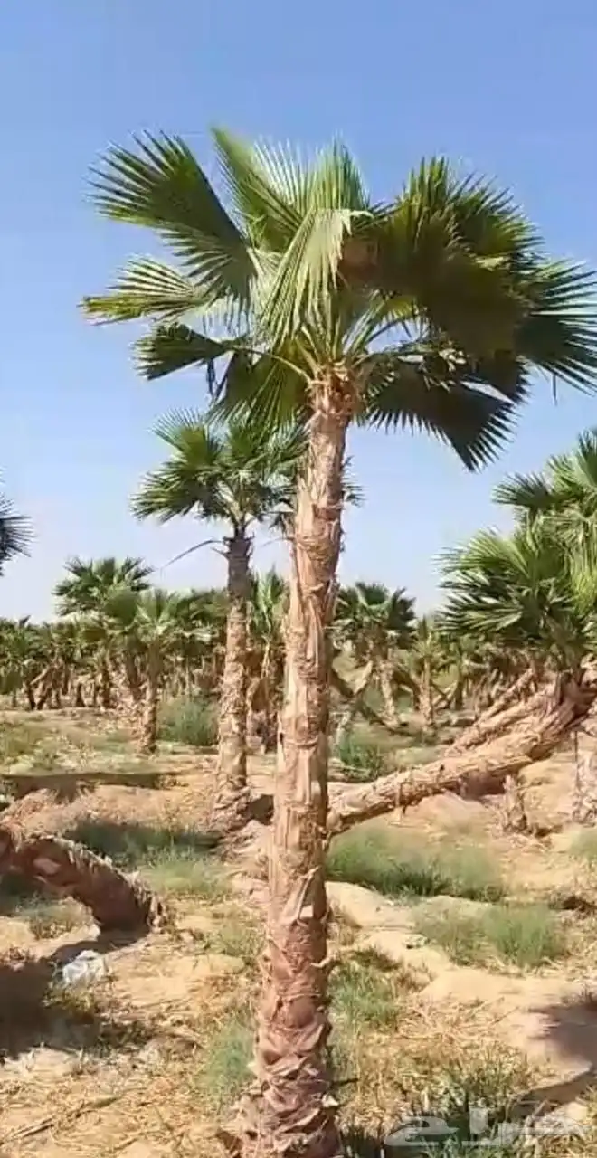 نخل واشنطن زينه درجه اولى ابو مروحه 3
