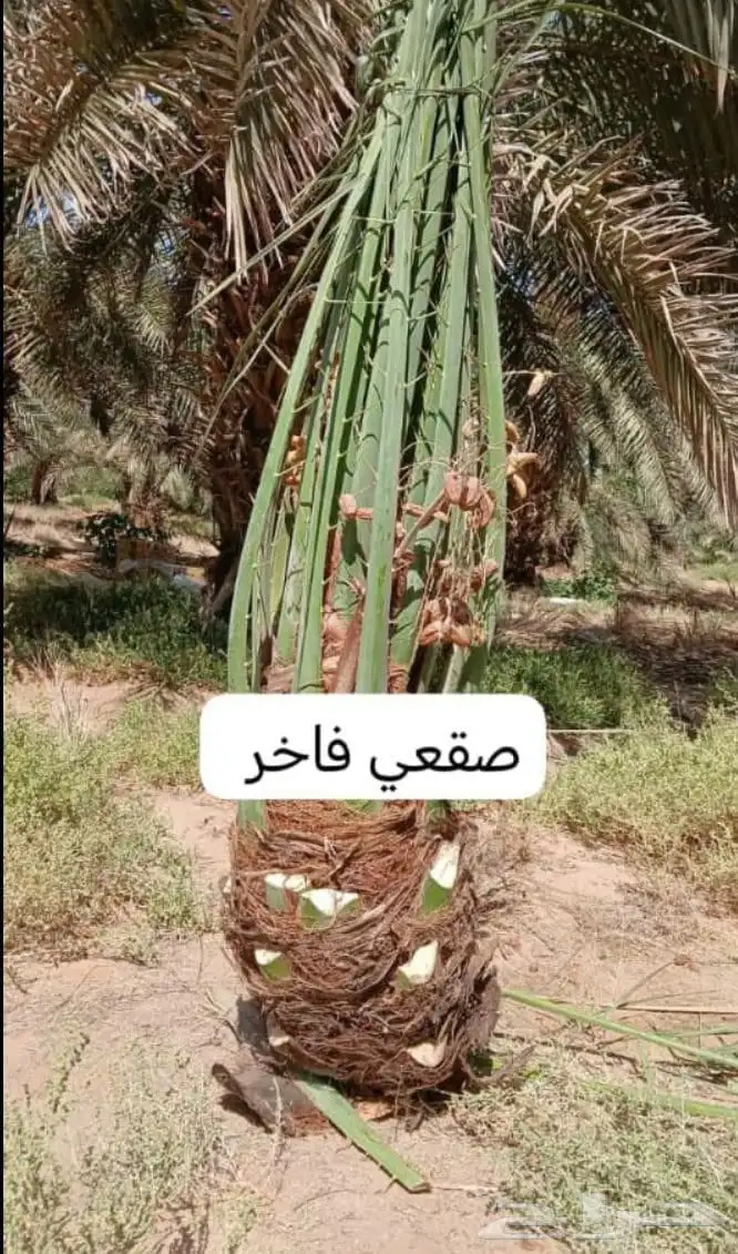 نخل للبيع 2