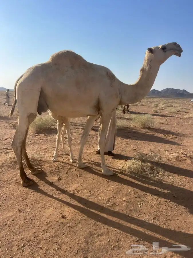 ابل قعدان 6