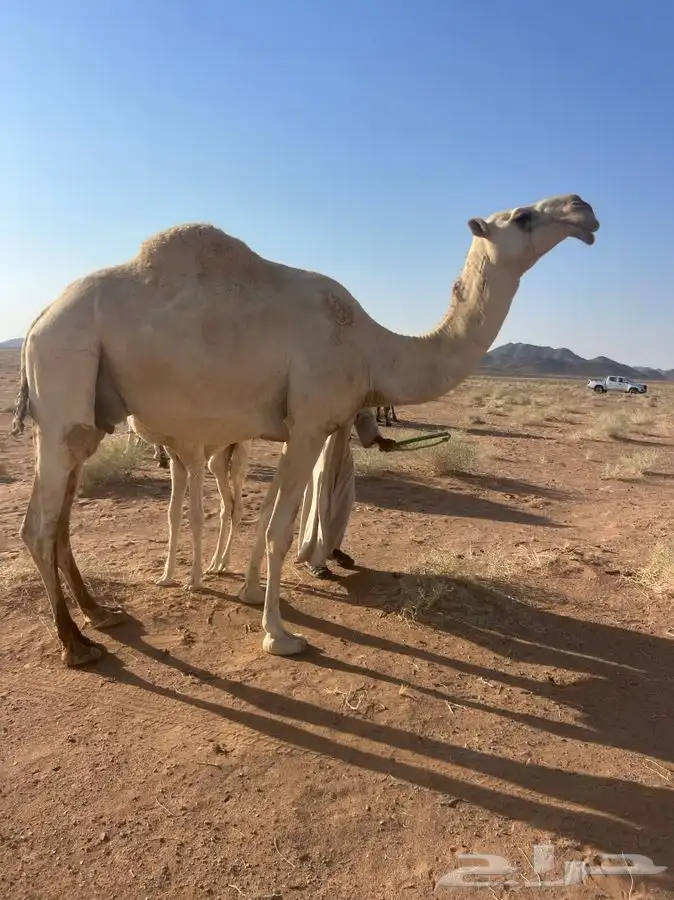 ابل قعدان 4