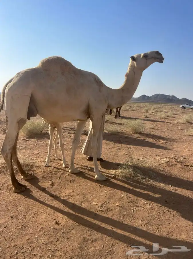 ابل قعدان 3