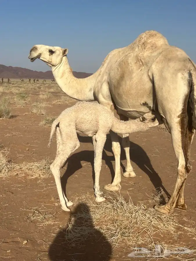ابل قعدان 0
