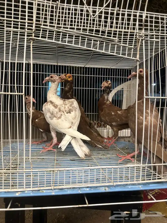حمام بغدادي 2