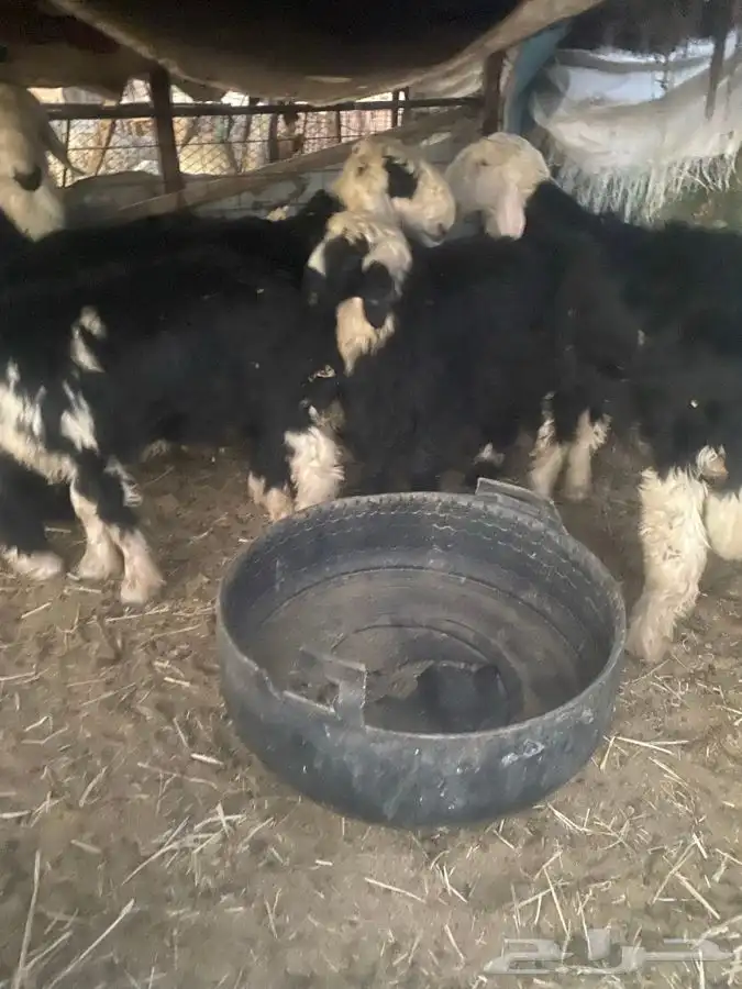 طليان نجد طيبه ونظاف مشروطه 0