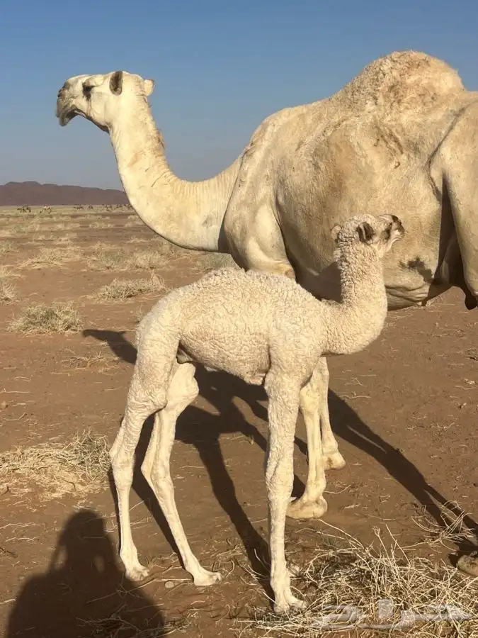 ابل قعدان 2