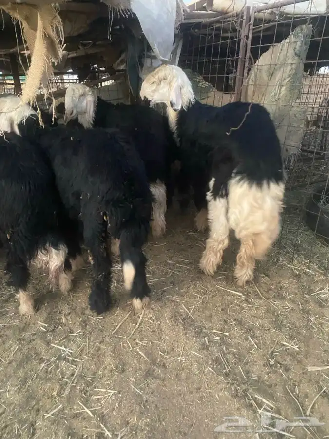 طليان نجد طيبه ونظاف مشروطه 1