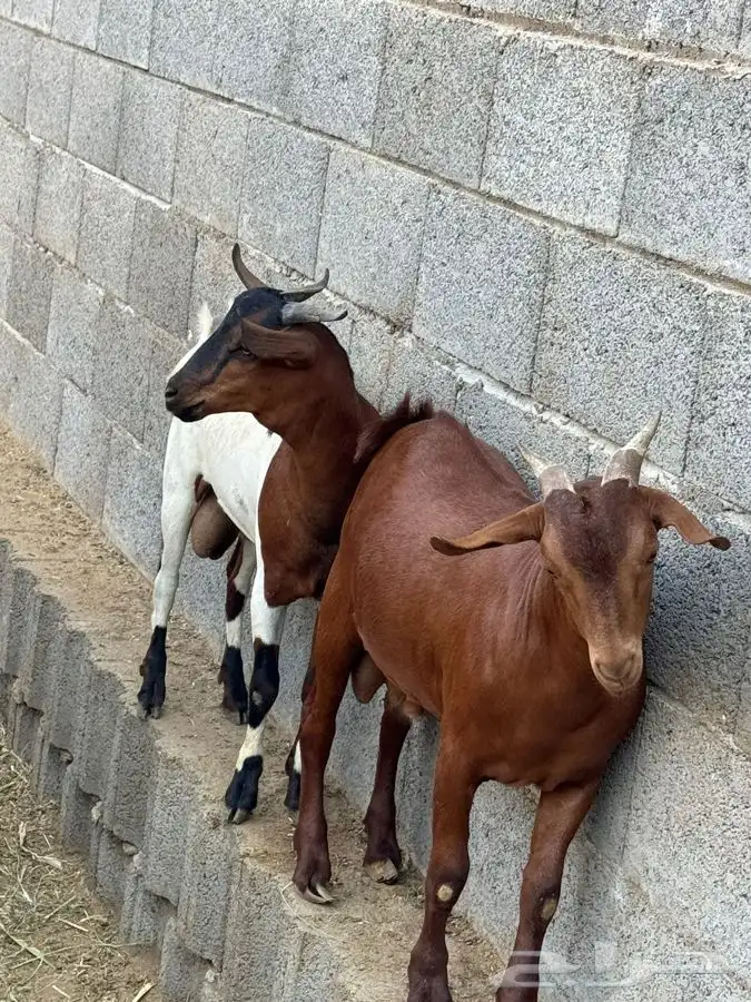 ذبايح مع الذبح والتوصيل 5