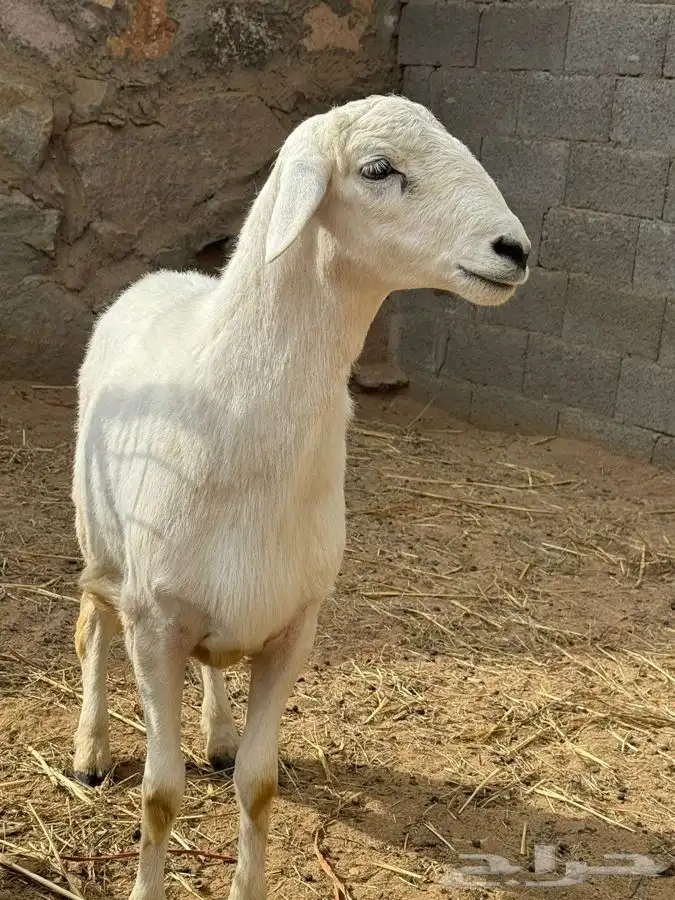 ذبايح مع الذبح والتوصيل 26