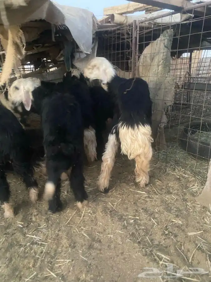 طليان نجد طيبه ونظاف مشروطه 2