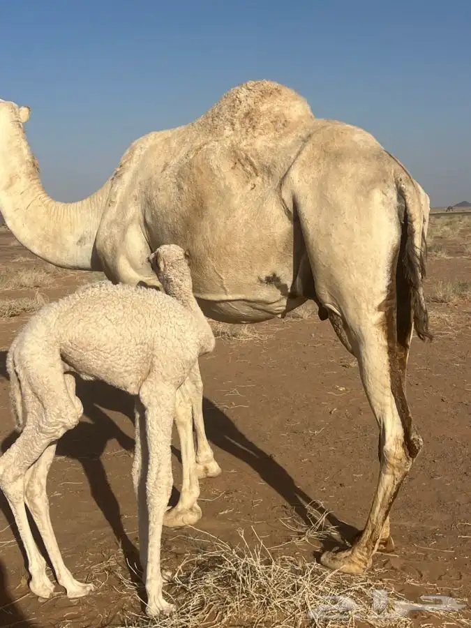 ابل قعدان 1