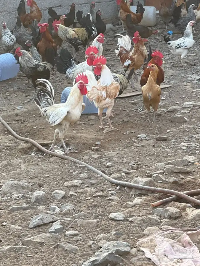 ديكه للبيع العدد 20 0