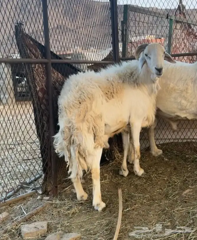 طلي فحل للبيع 2