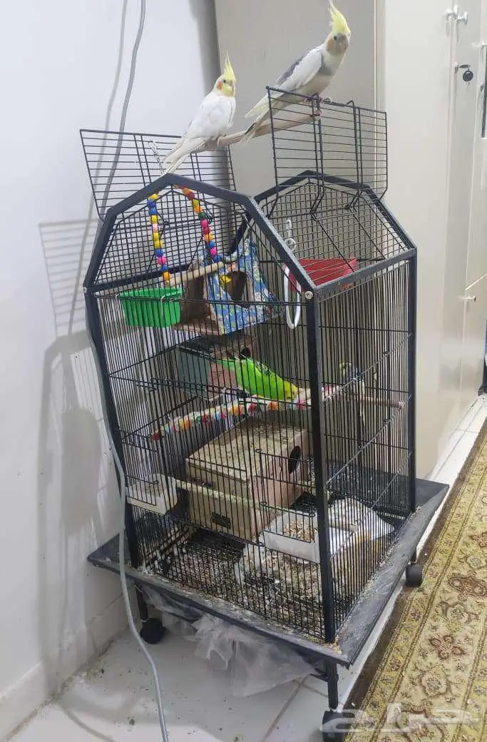 PARROTS Cockatiel (pair)   Budgie (pair) With Cage 0