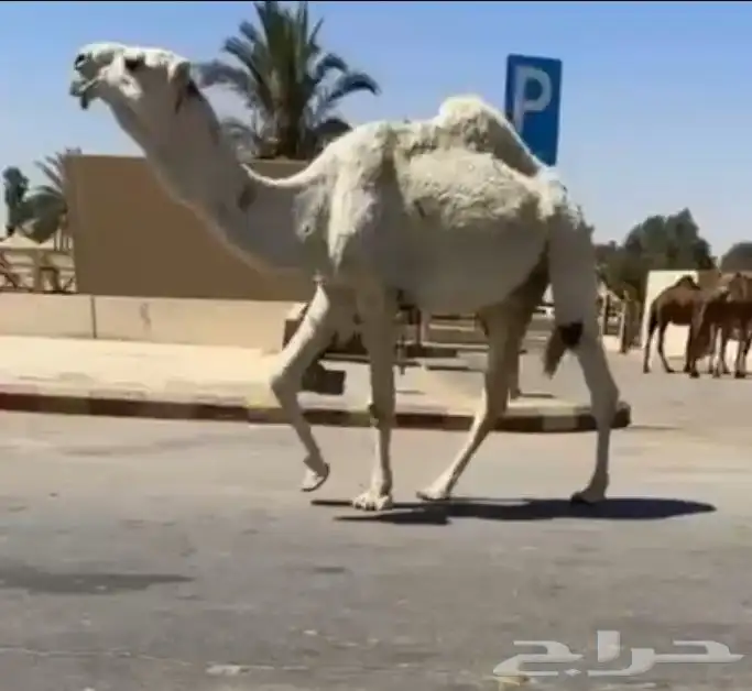 قعود ثني على رمان المهيلب 0