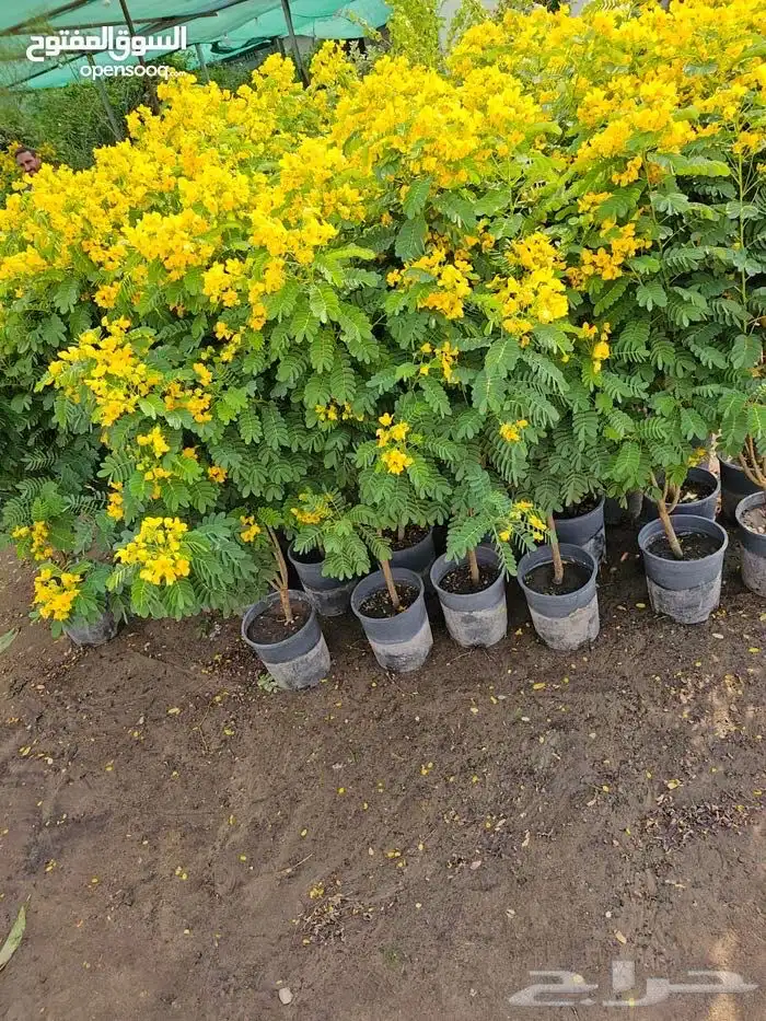 تنسيق الحدائق المنزلية 4