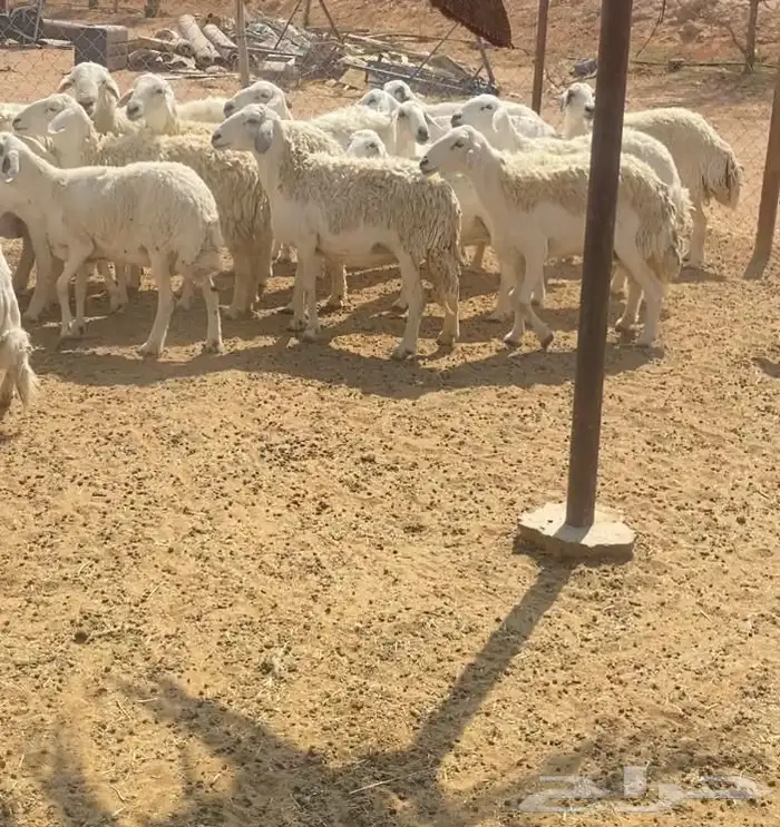 غنم حريات طيبه البيع 1