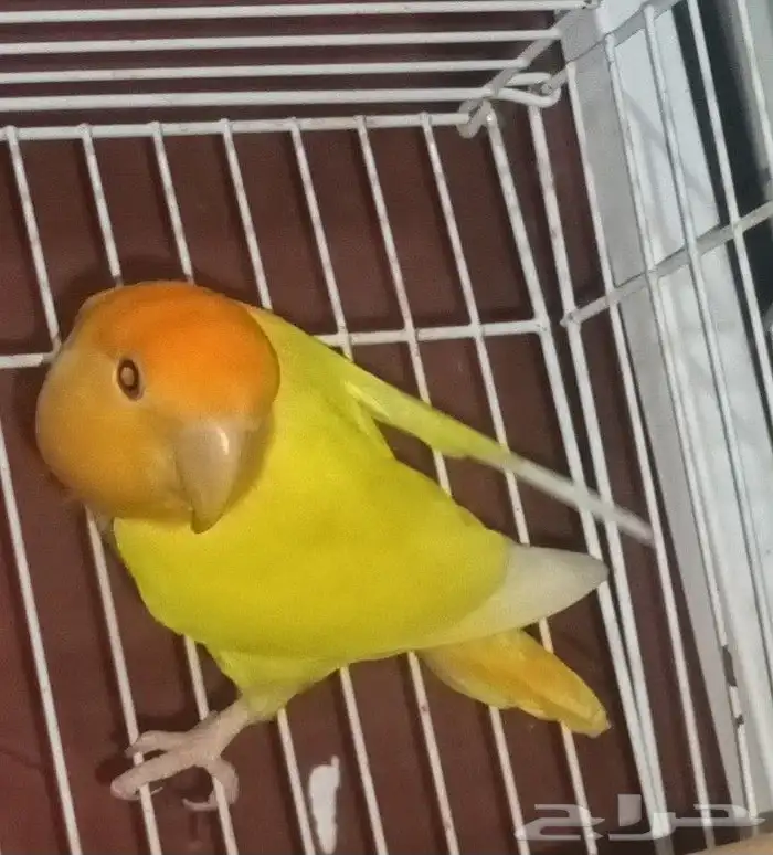 زوج روز منتج 4
