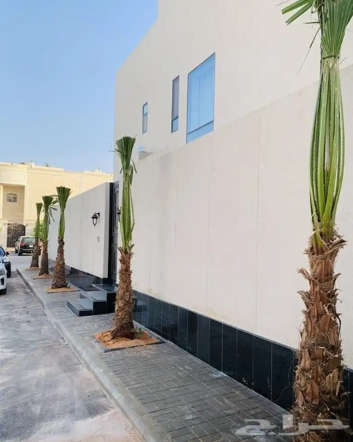 نخل واشنطني زينه جميع المقاسات متوفره ابو مروحه 0