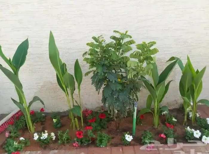 تنسيق الحدائق المنزلية 10