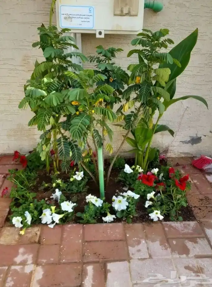 تنسيق الحدائق المنزلية 8