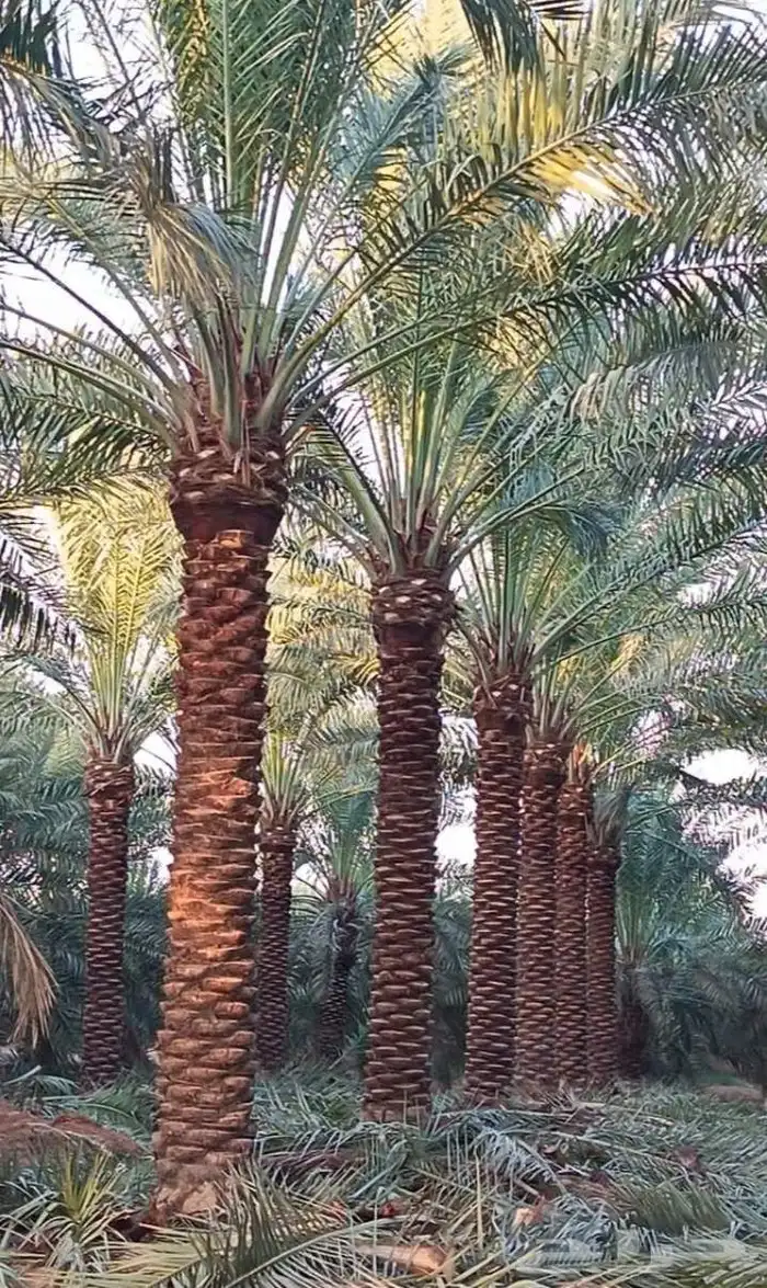 نخيل للبيع وشاري يسوم جمله وتفرد حتا واحده 3