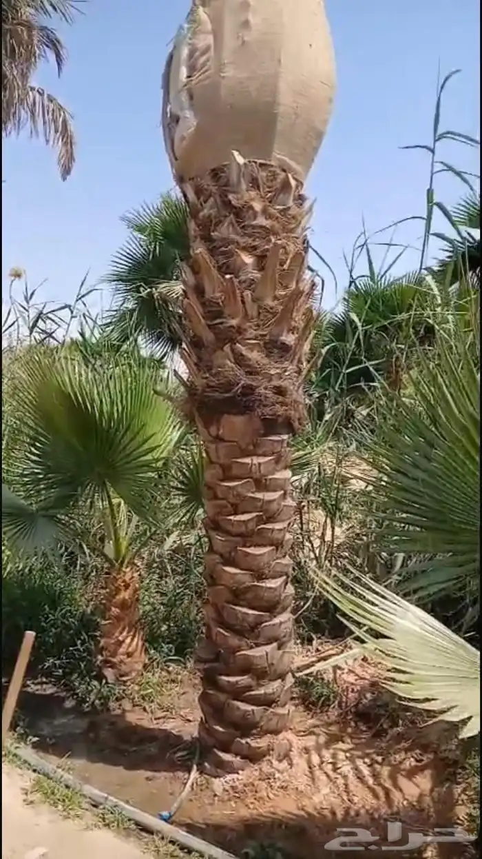 نخيل مثمر بسعار مناسبه 14