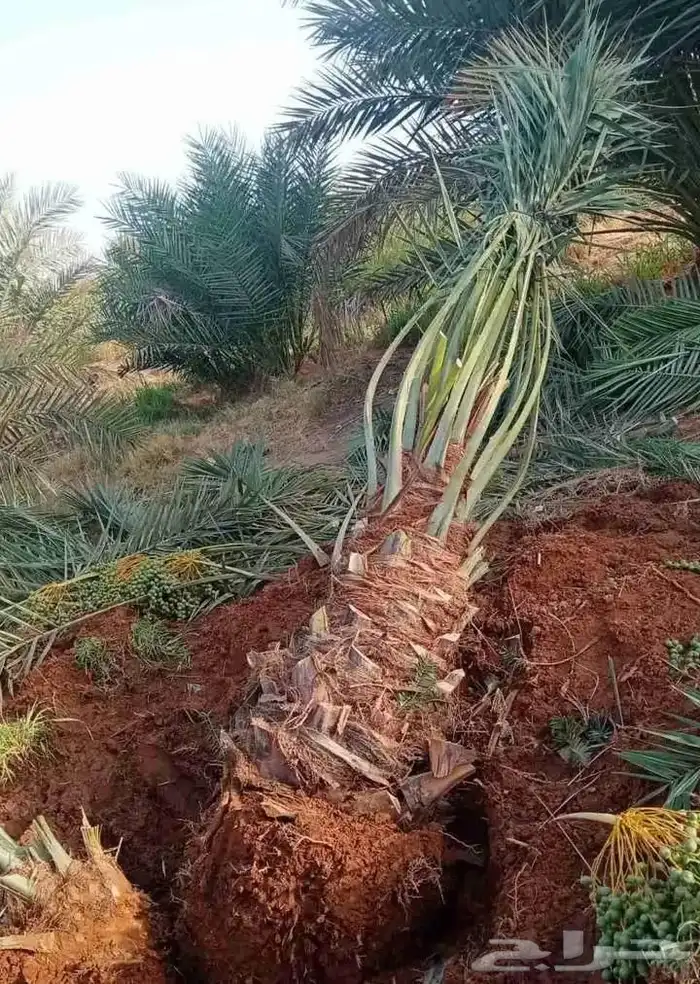 يوجد لدينا معلمين في قلع انخل 0