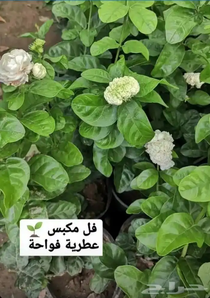 تنسيق الحدائق   وانشاء الشللات والنوافير   والزراعه والعشب 2