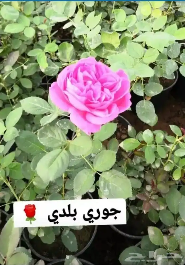 تنسيق الحدائق   وانشاء الشللات والنوافير   والزراعه والعشب 15