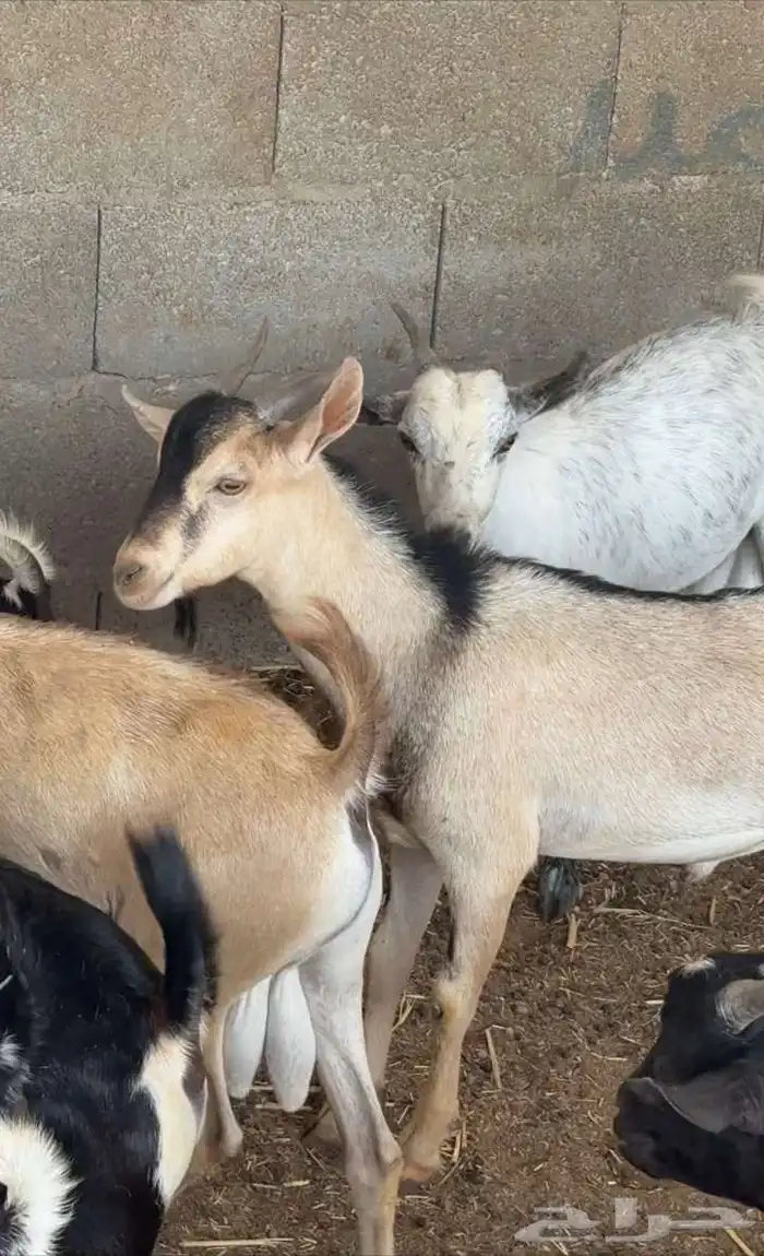 تيوس يمانيه و غنم رفيدي 4