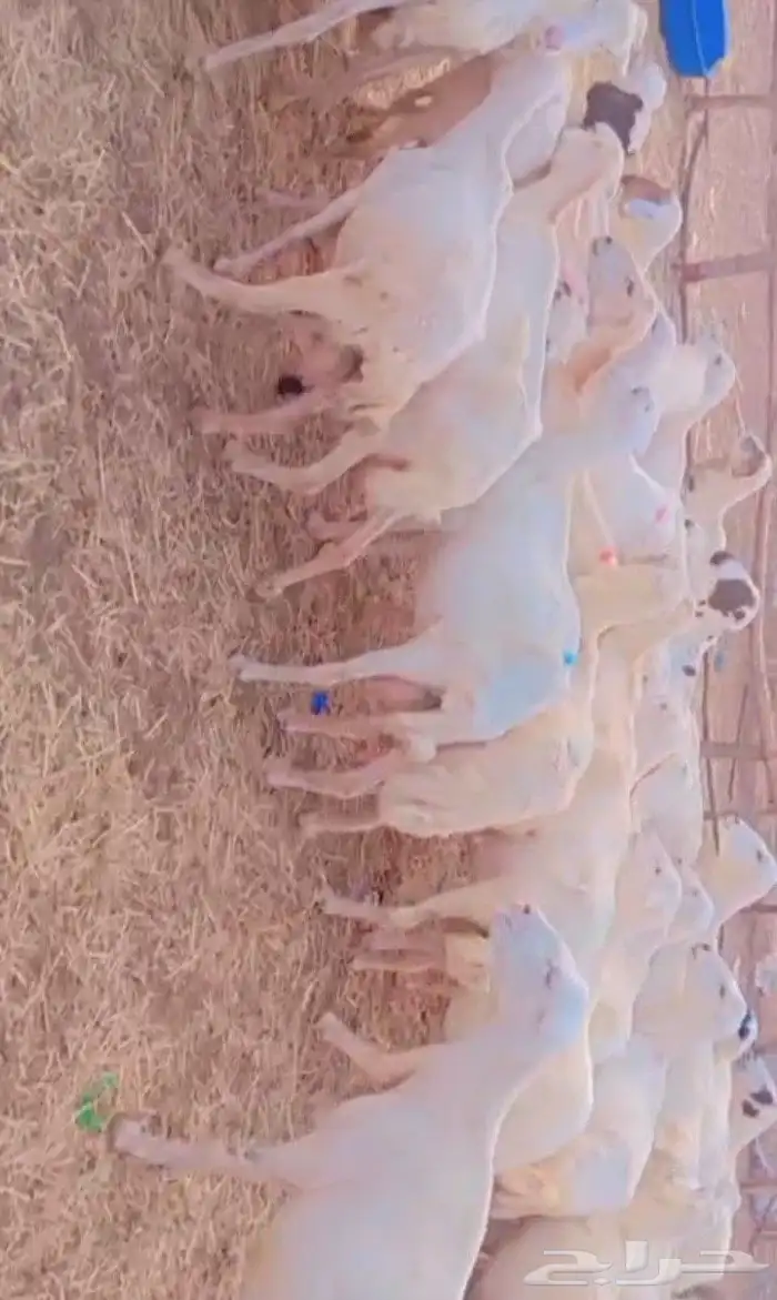 عندنا ضان رفيددات قرايب دفيع 1