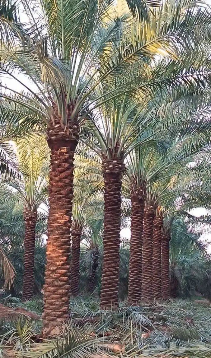نخيل للبيع وشاري يسوم جمله وتفرد حتا واحده 4
