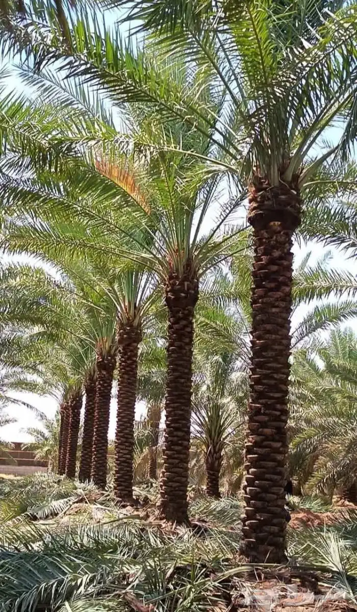 نخيل للبيع وشاري يسوم جمله وتفرد حتا واحده 6
