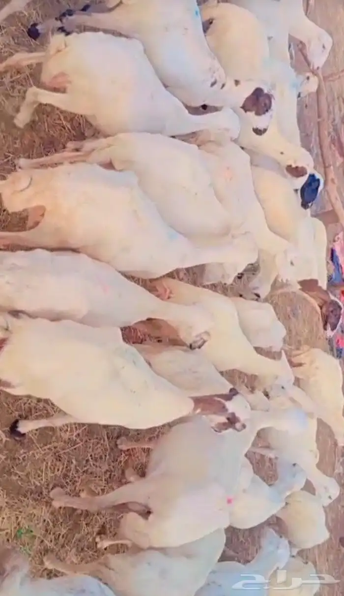 عندنا ضان رفيددات قرايب دفيع 0